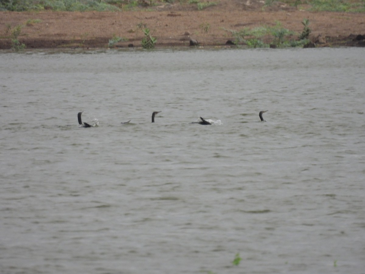 Great Cormorant - Ramesh Desai