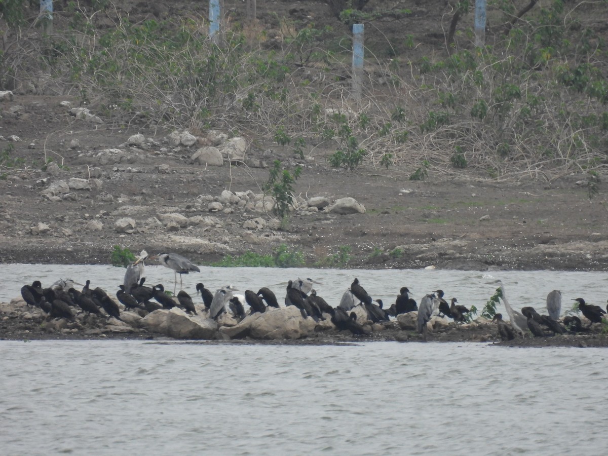 Great Cormorant - Ramesh Desai