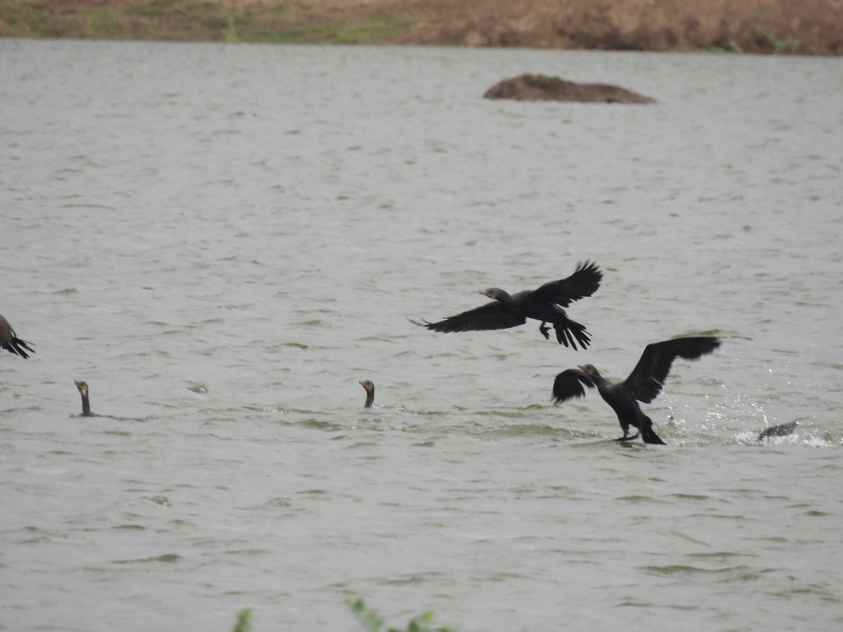 Great Cormorant - Ramesh Desai