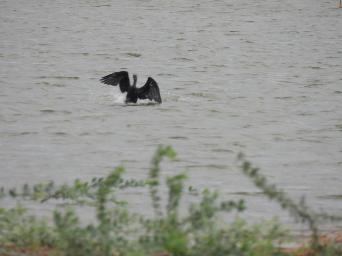 Great Cormorant - Ramesh Desai