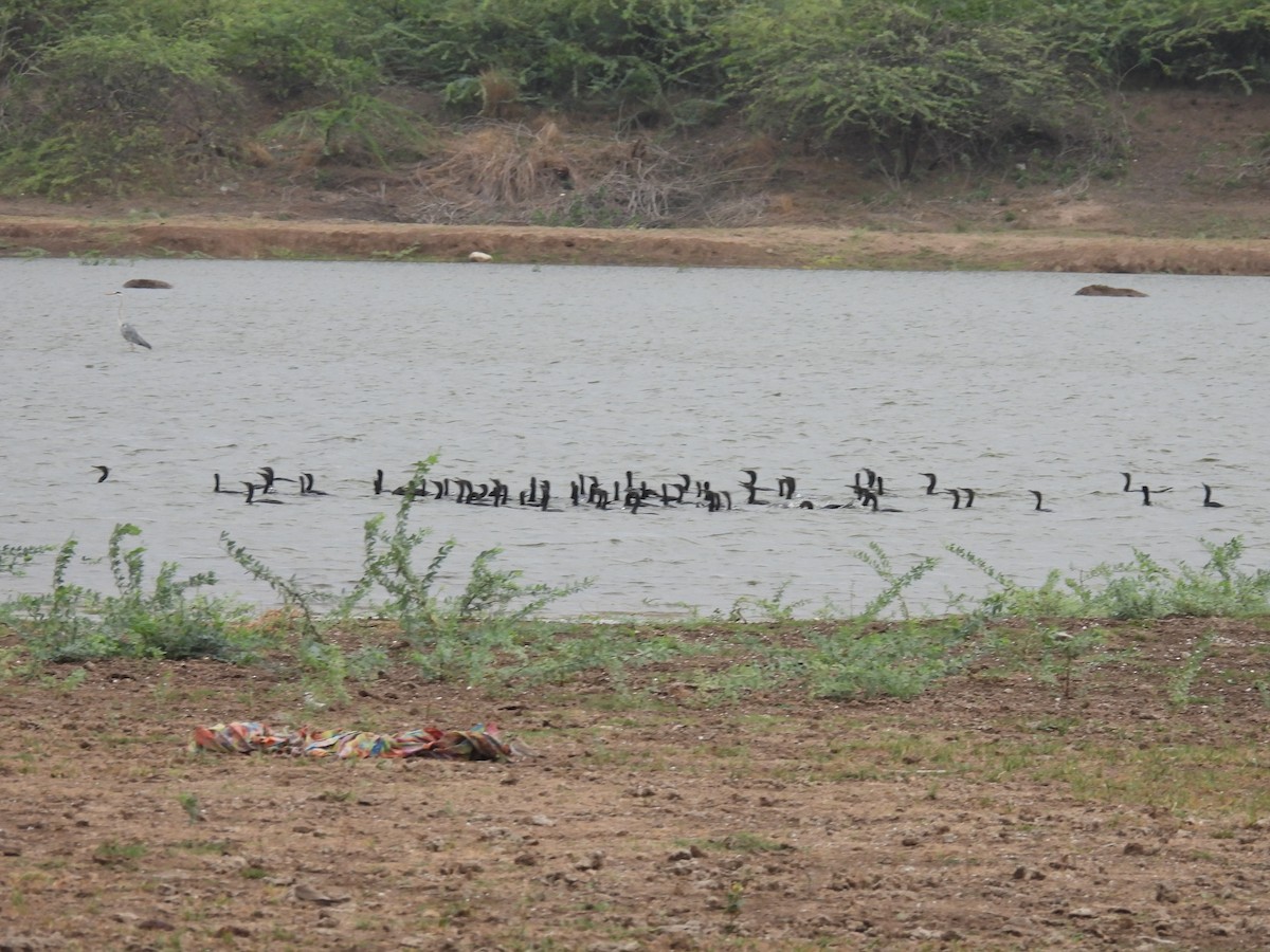 Great Cormorant - Ramesh Desai