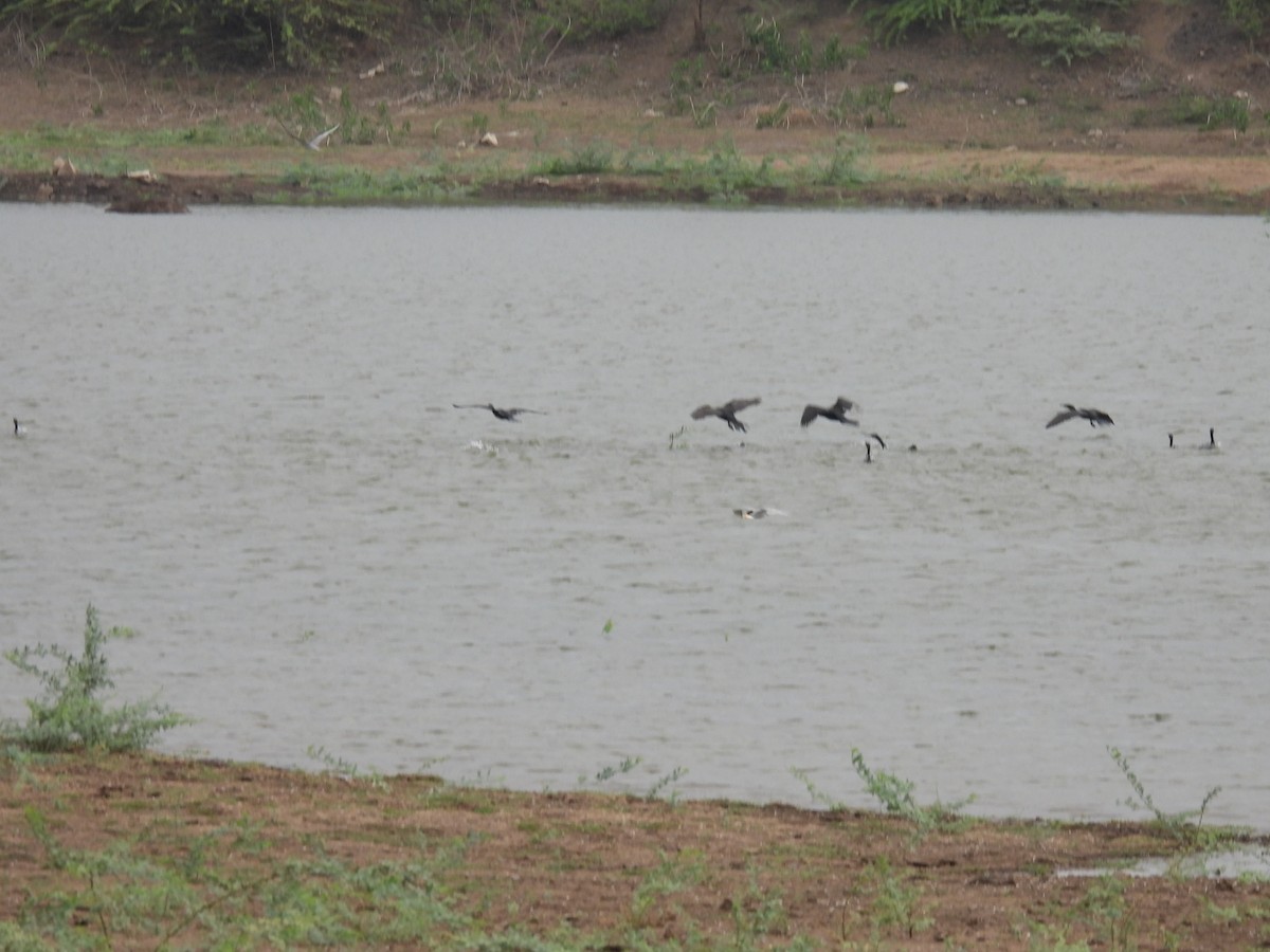 Great Cormorant - Ramesh Desai