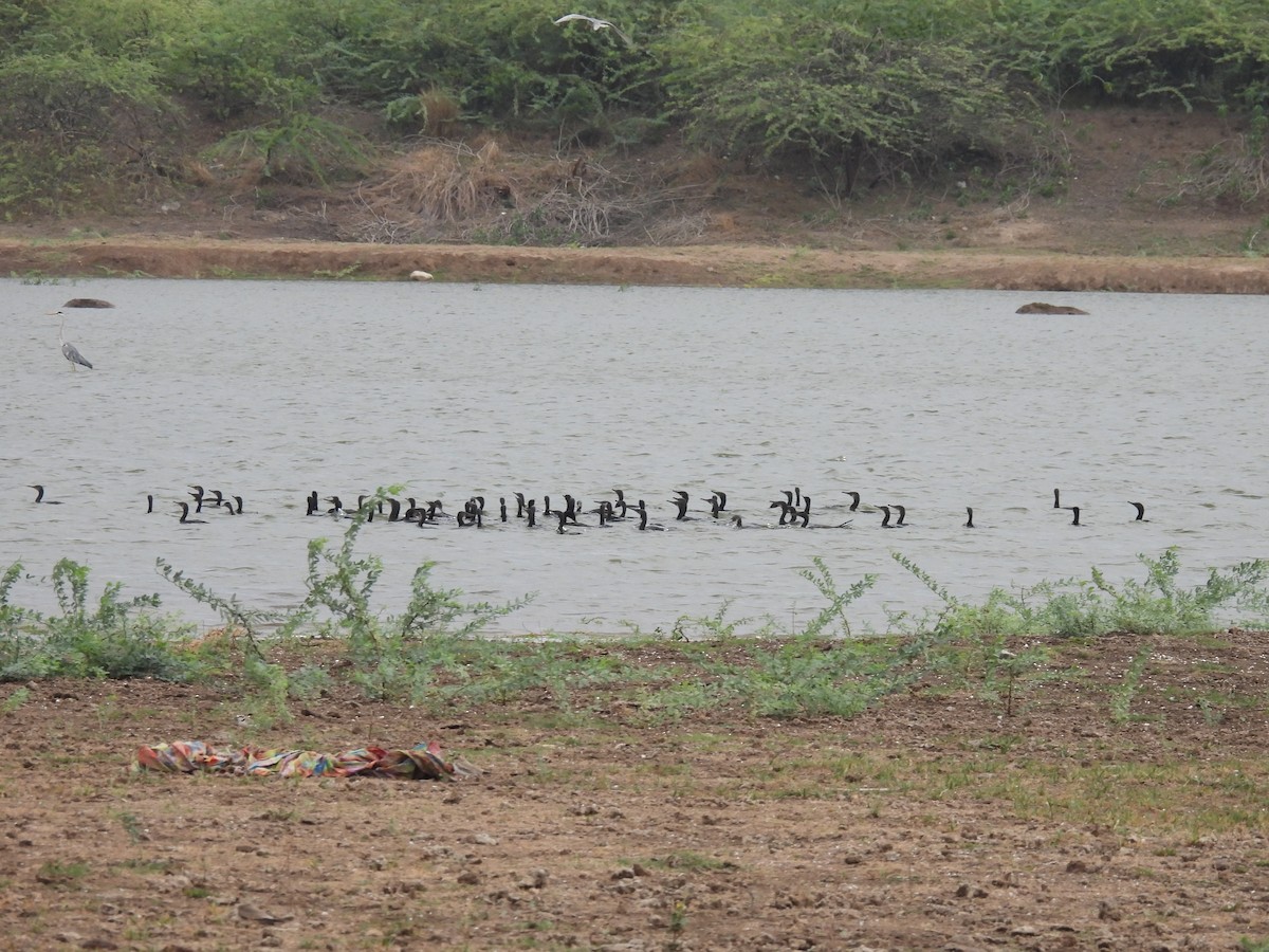 Great Cormorant - Ramesh Desai