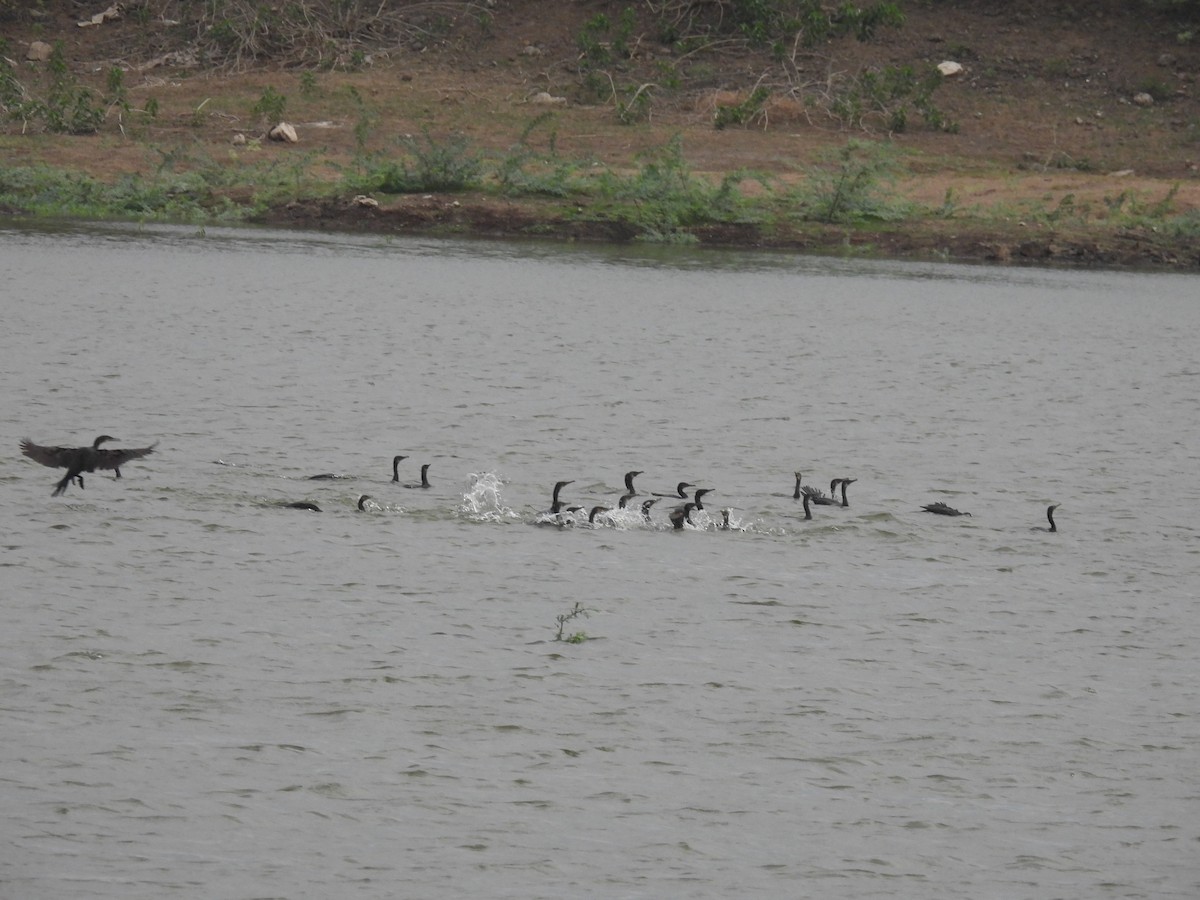 Great Cormorant - Ramesh Desai