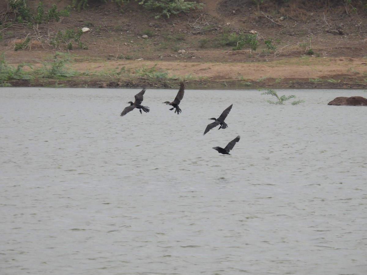 Great Cormorant - Ramesh Desai