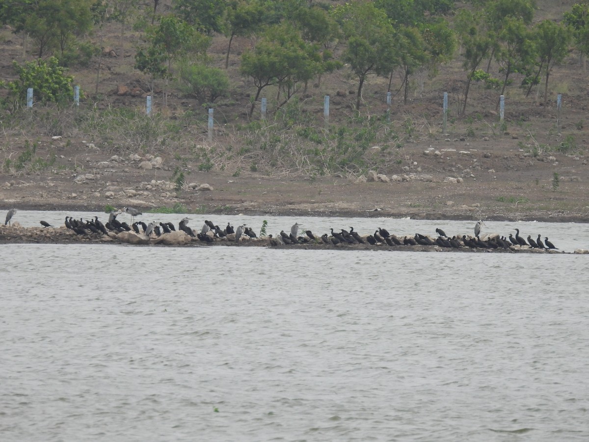 Great Cormorant - Ramesh Desai