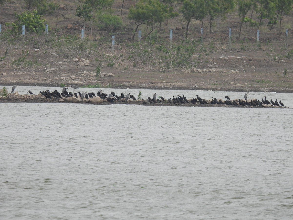 Great Cormorant - Ramesh Desai