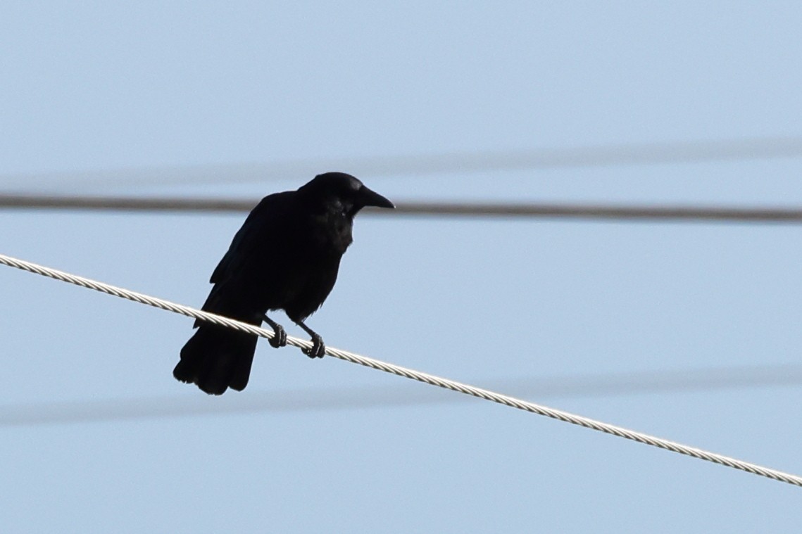 Carrion Crow - Jose Leal