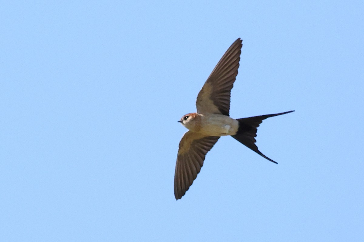 Red-rumped Swallow - Jose Leal