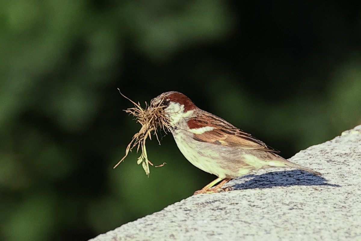 House Sparrow - Jose Leal