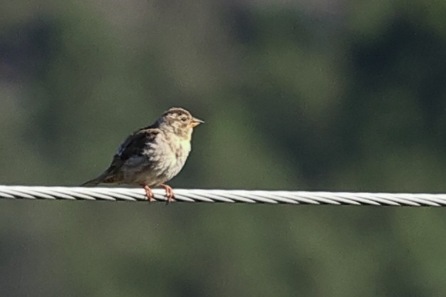 Rock Sparrow - Jose Leal