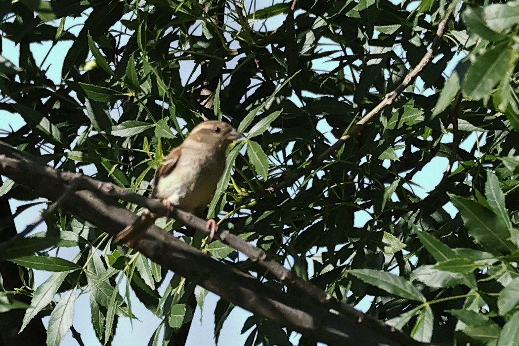 Rock Sparrow - Jose Leal