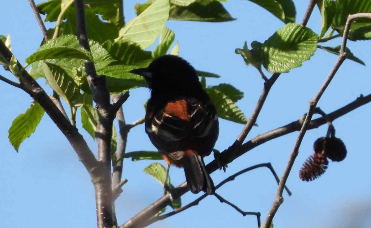 Orchard Oriole - Jean W. Côté