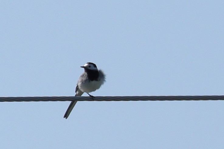 White Wagtail - Jose Leal