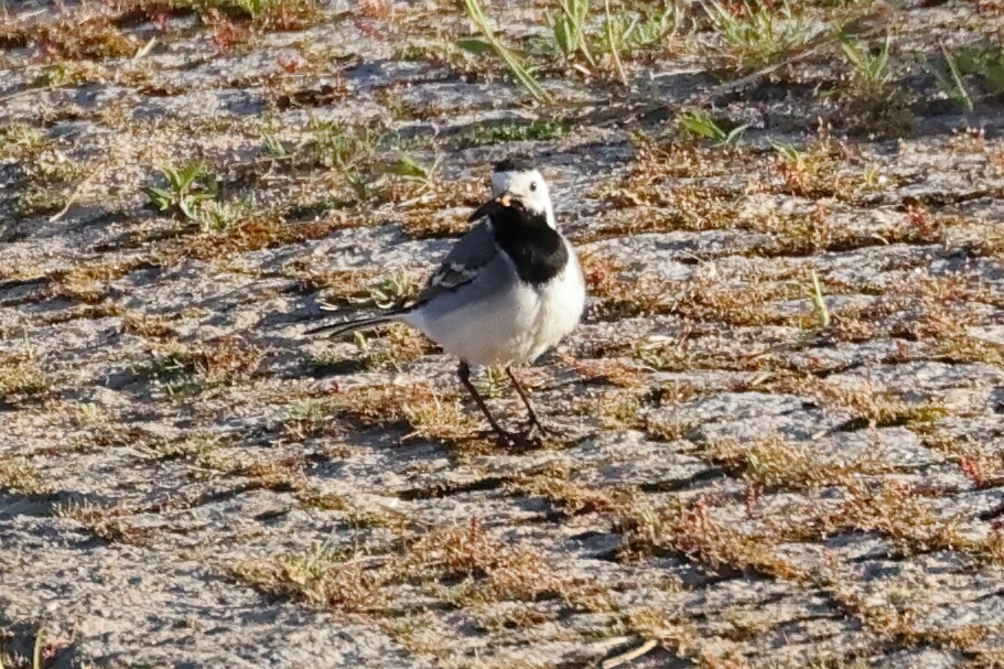 White Wagtail - Jose Leal