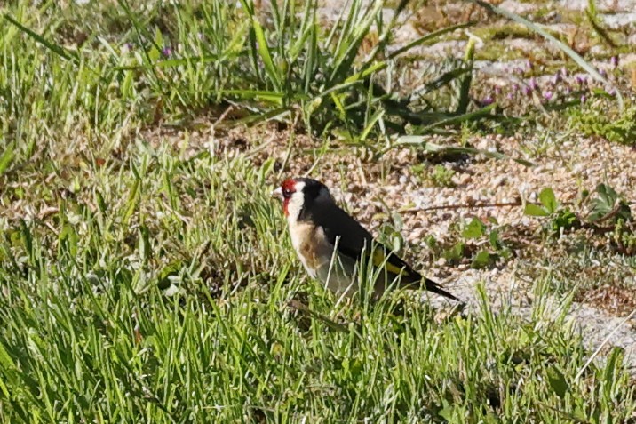 European Goldfinch - Jose Leal