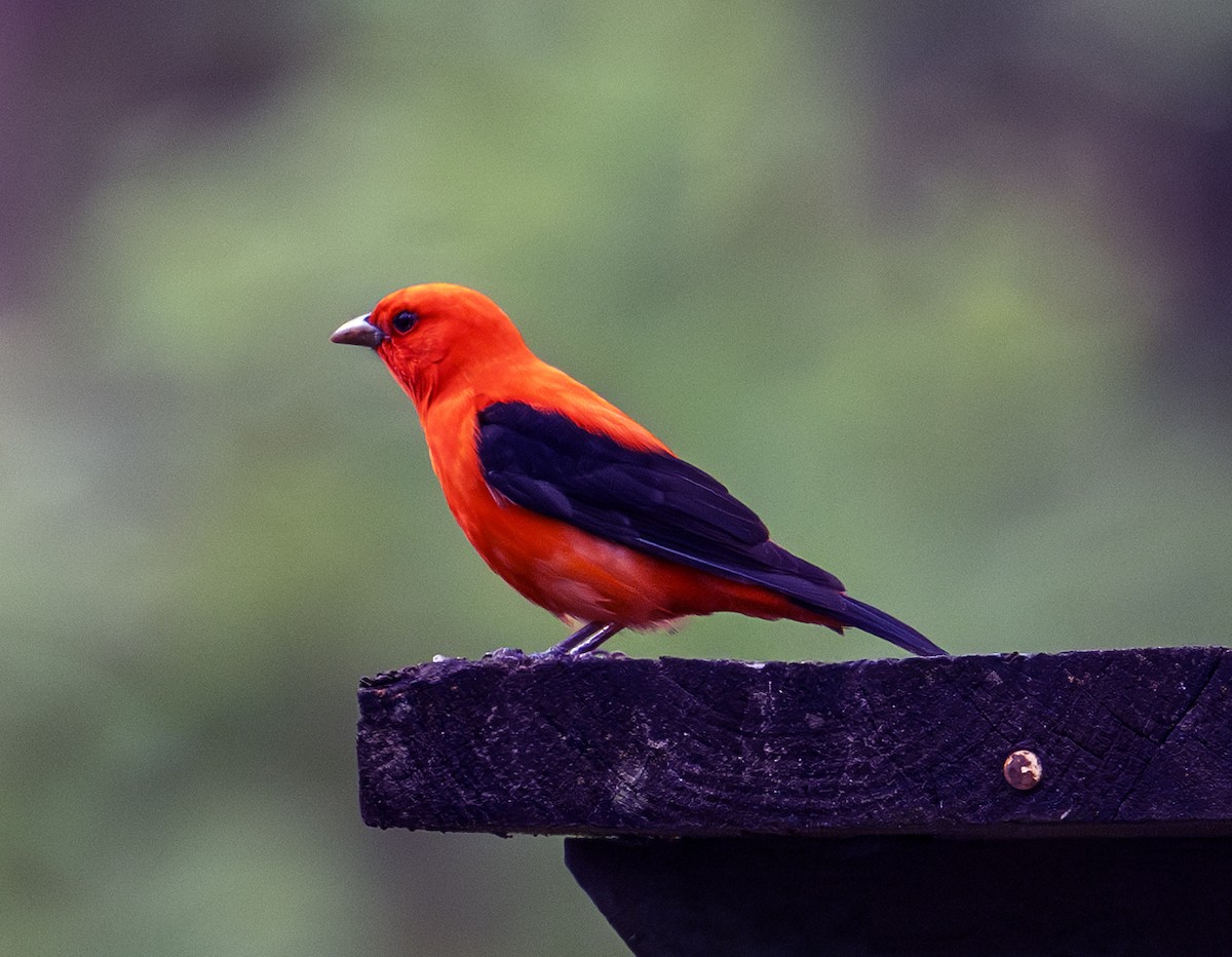 Scarlet Tanager - Greg Courtney