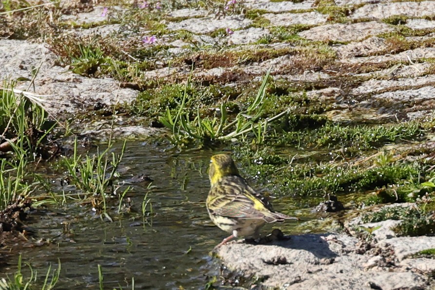 European Serin - Jose Leal