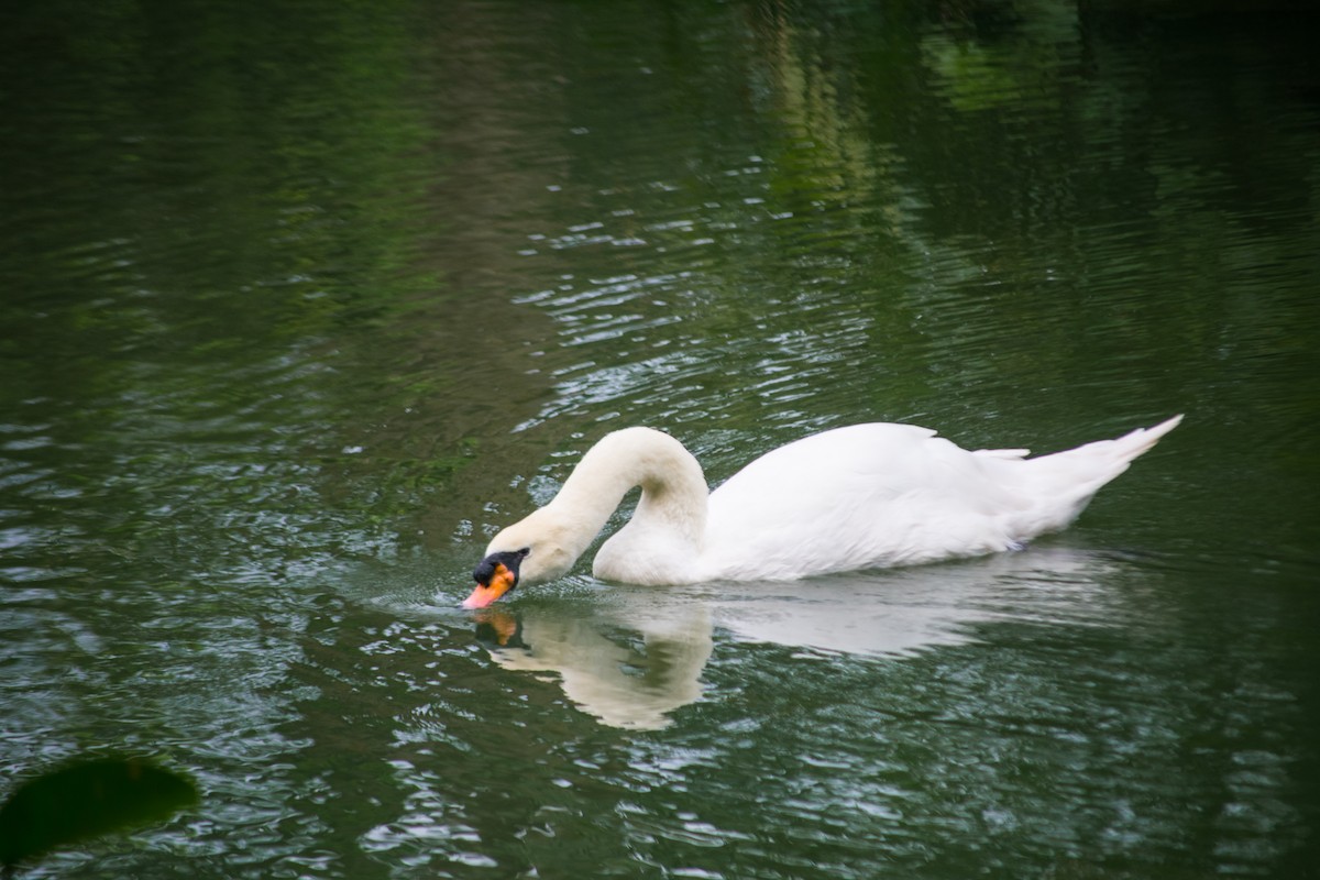 Mute Swan - Jorge Juan Rueda