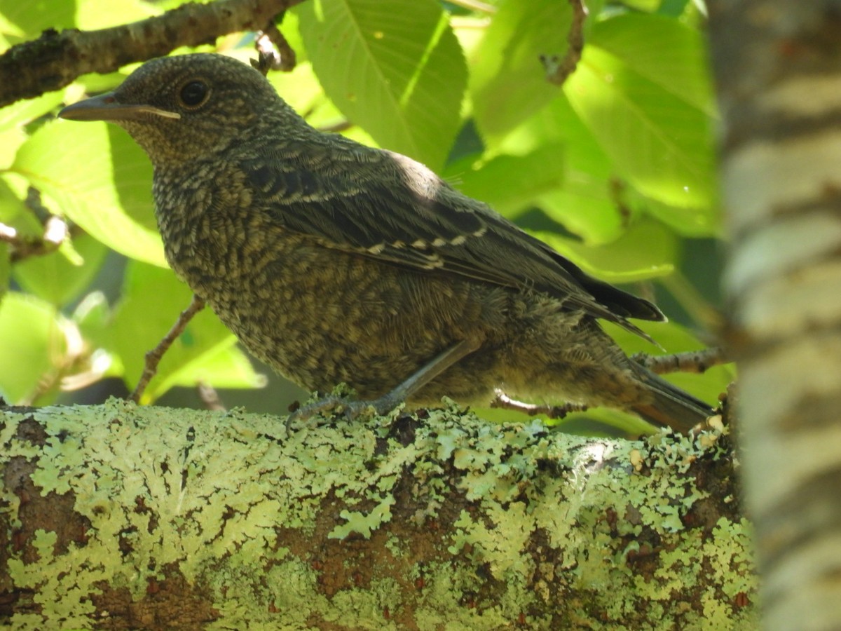 Blue Rock-Thrush - Bret Okeson