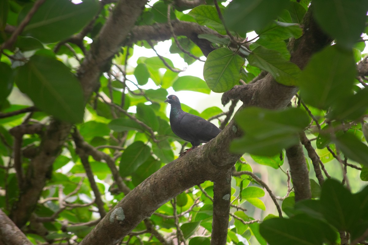 Rock Pigeon (Feral Pigeon) - ML619560129