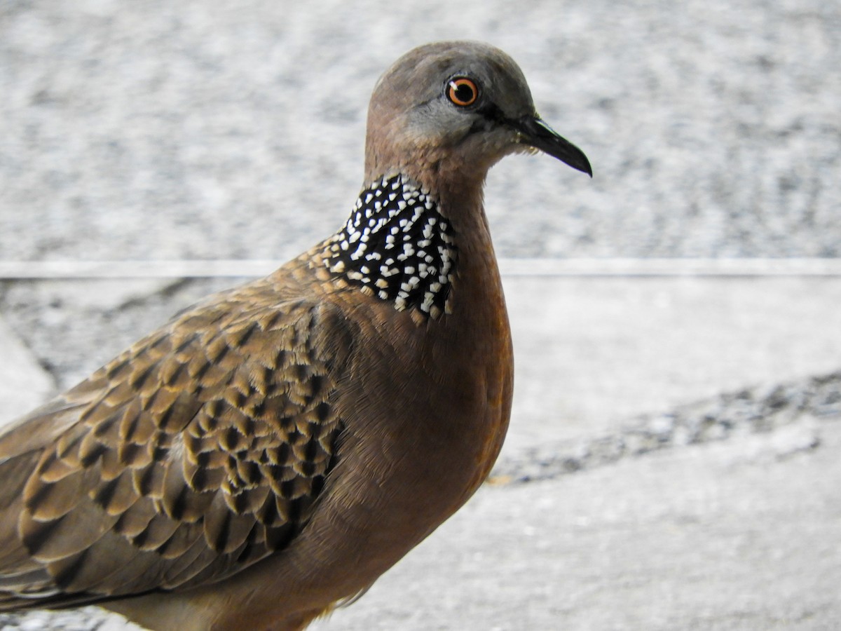 Spotted Dove - Jorge Juan Rueda