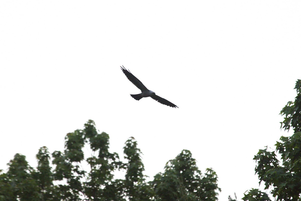 Mississippi Kite - ML619560131