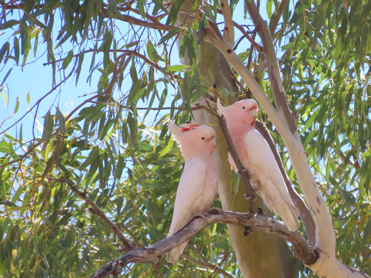 Pink Cockatoo - jane  cooksley