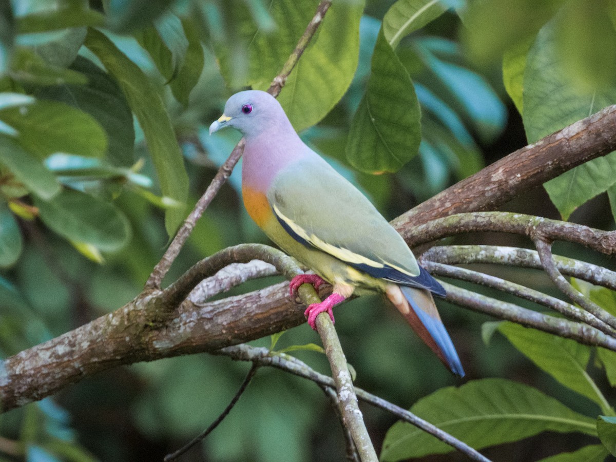 Pink-necked Green-Pigeon - Jorge Juan Rueda