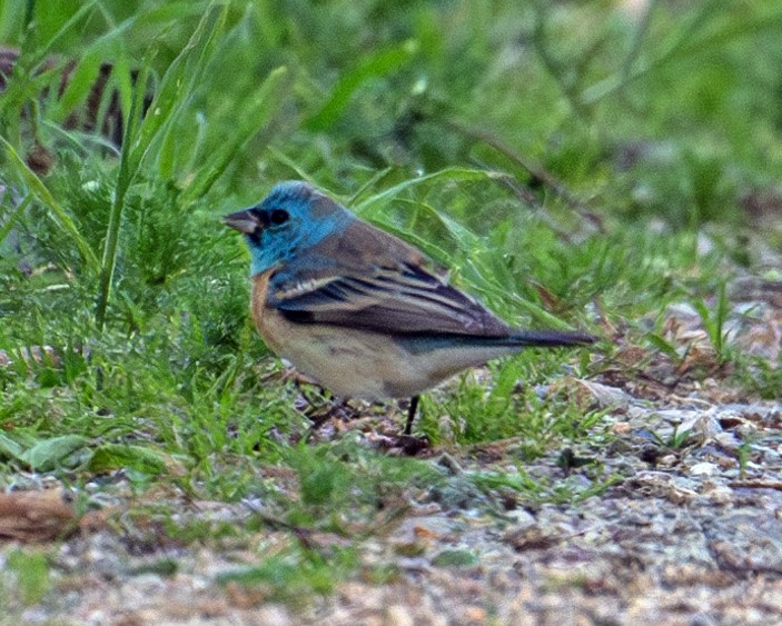 Lazuli Bunting - Greg Courtney