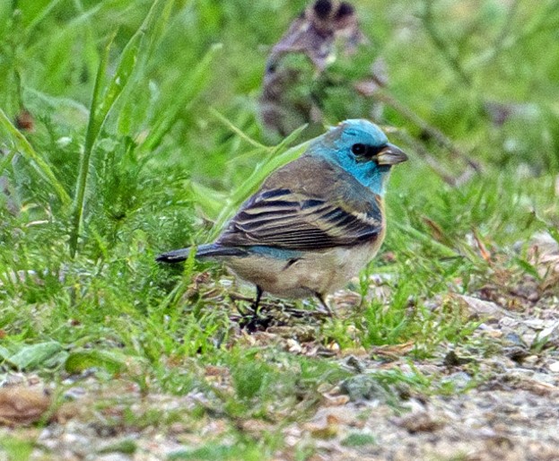 Lazuli Bunting - Greg Courtney