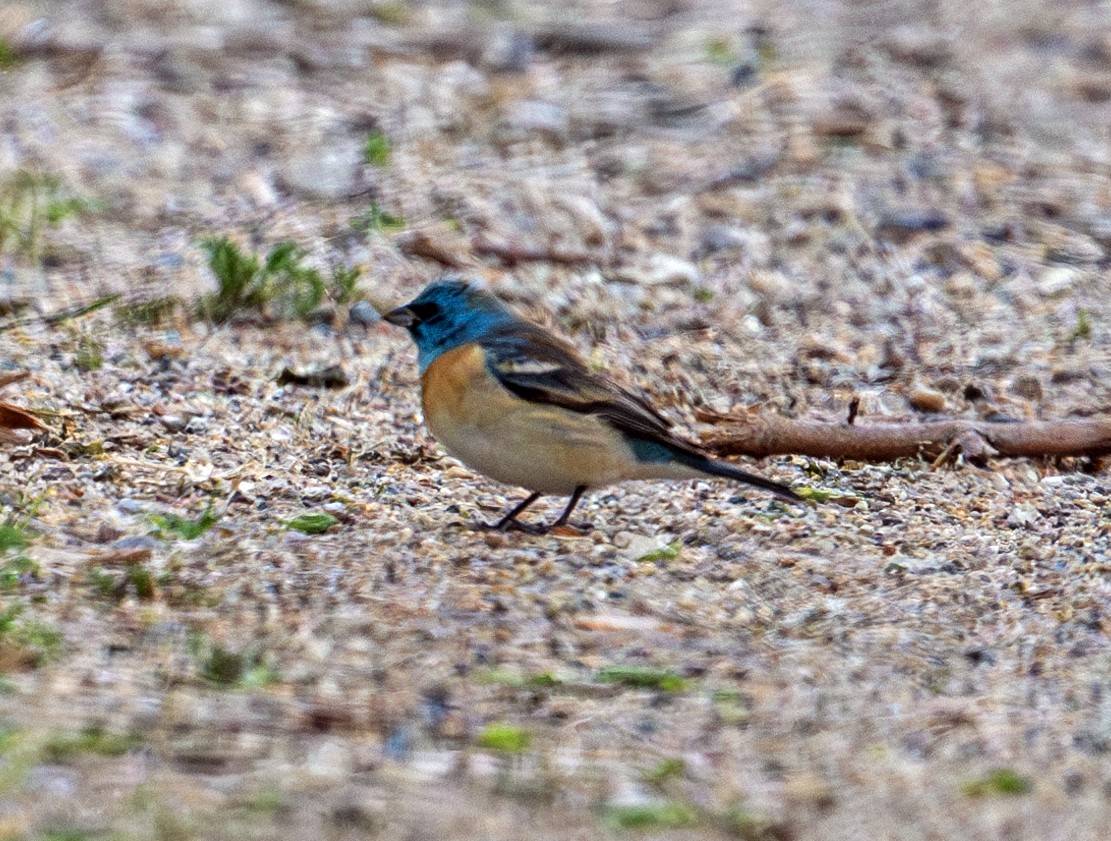 Lazuli Bunting - Greg Courtney