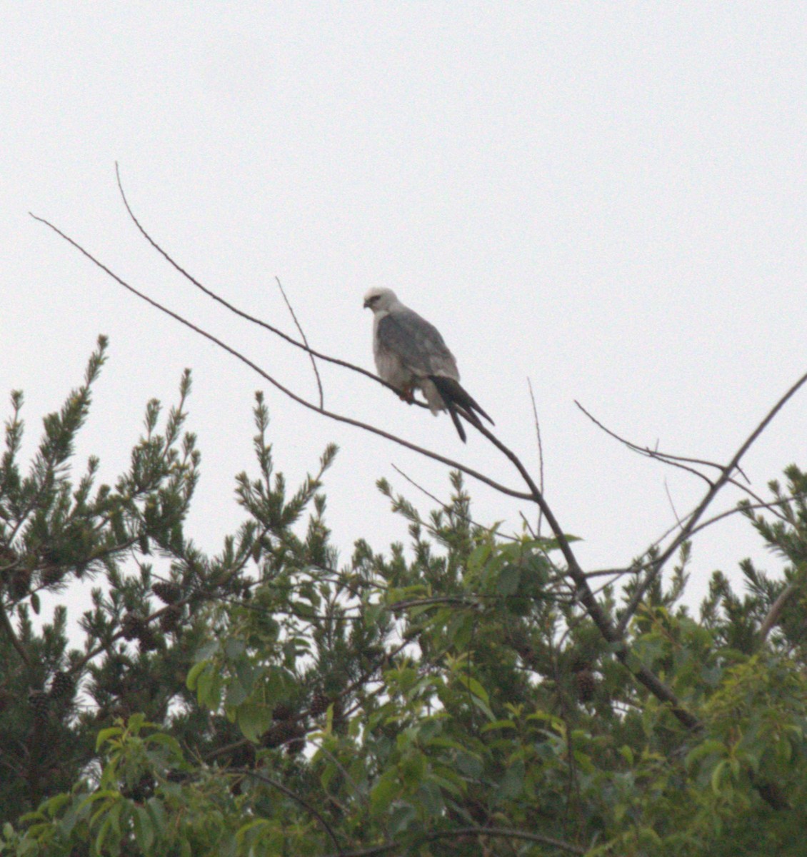 Mississippi Kite - ML619560142