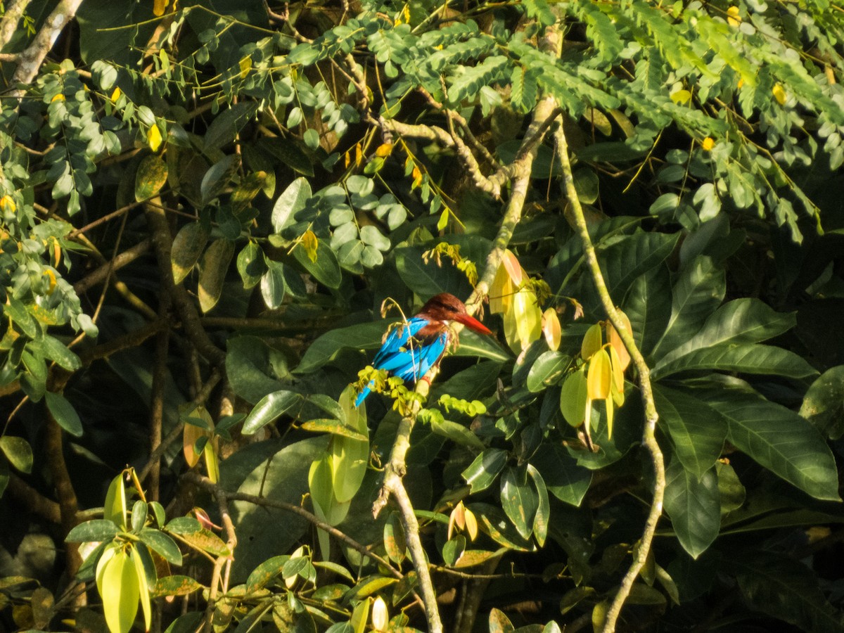 White-throated Kingfisher - Jorge Juan Rueda