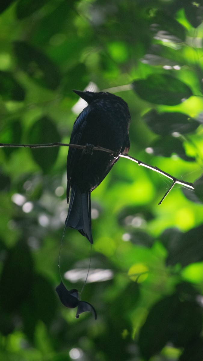 Greater Racket-tailed Drongo - Jorge Juan Rueda