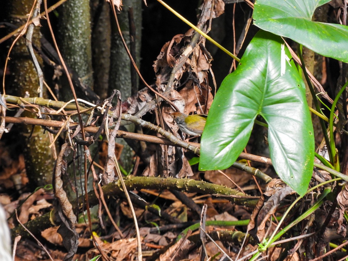 Dark-necked Tailorbird - ML619560147