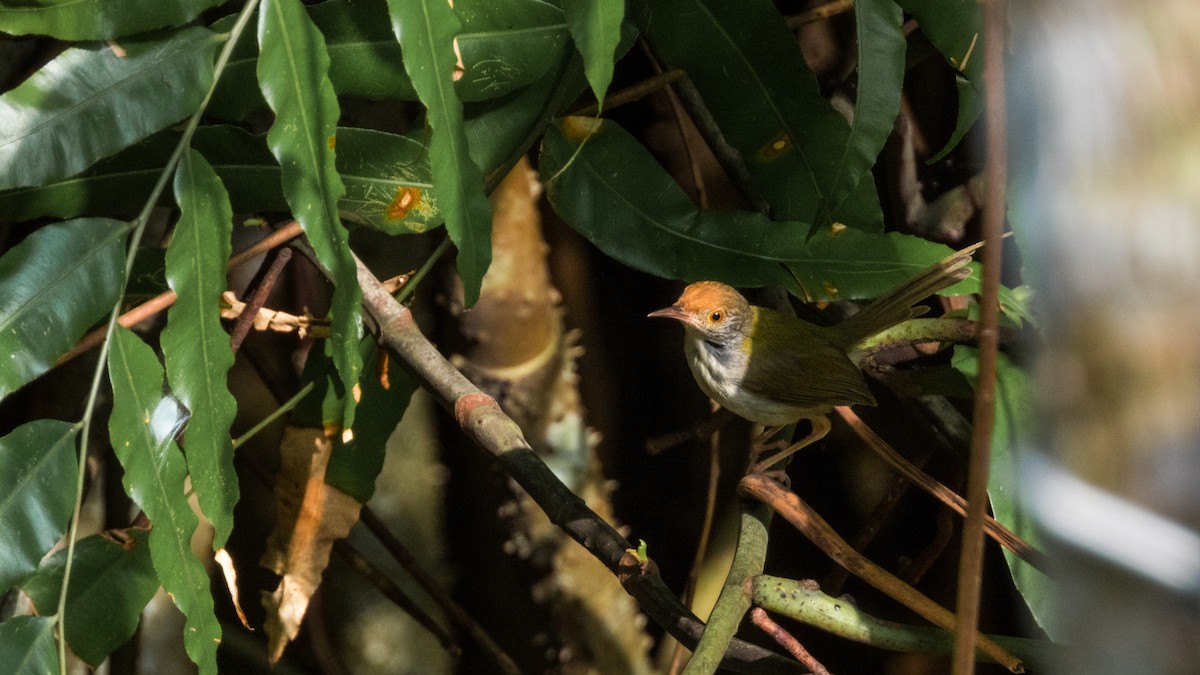 Dark-necked Tailorbird - ML619560148