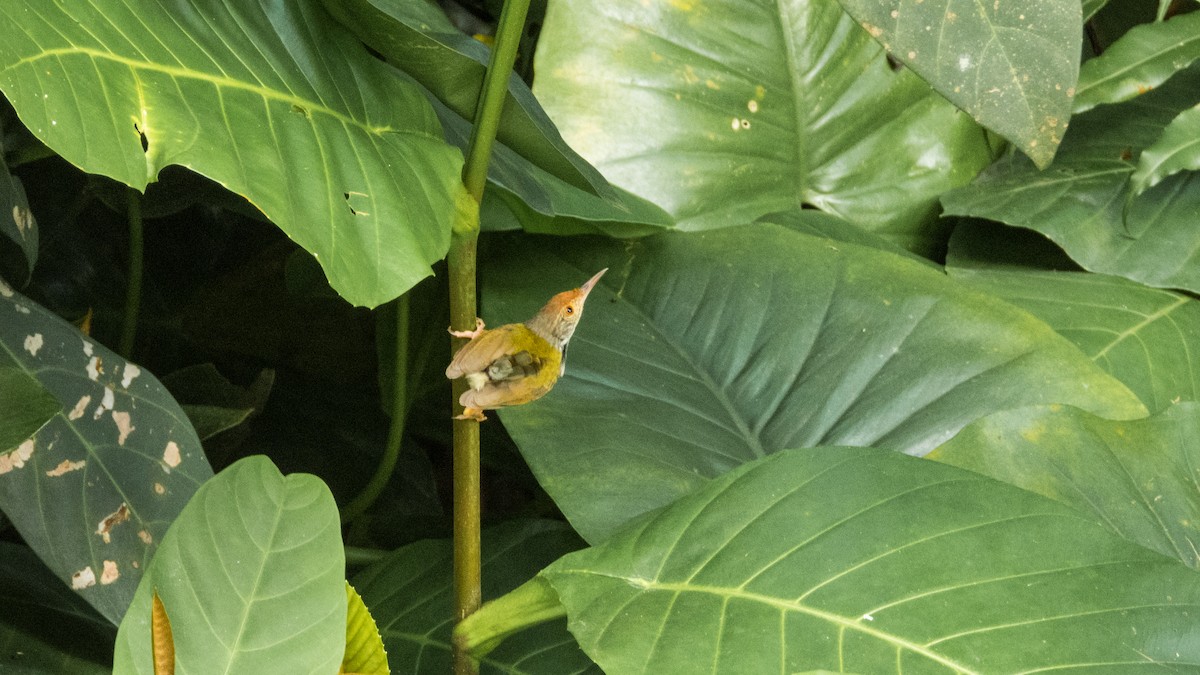 Dark-necked Tailorbird - Jorge Juan Rueda