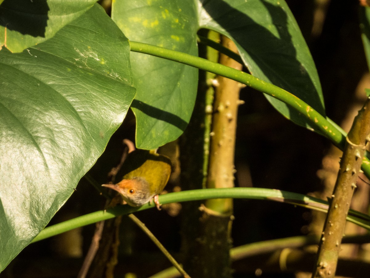 Dark-necked Tailorbird - ML619560150