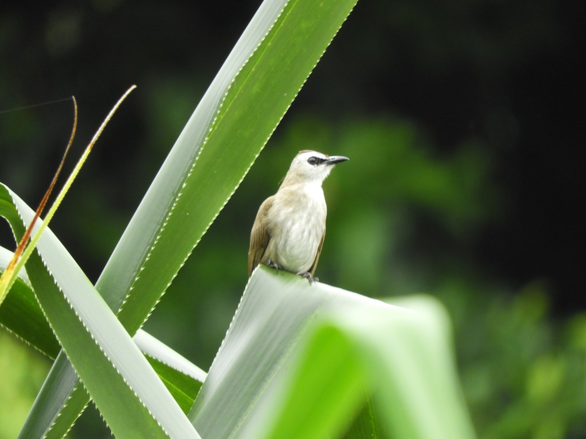 Yellow-vented Bulbul - Jorge Juan Rueda