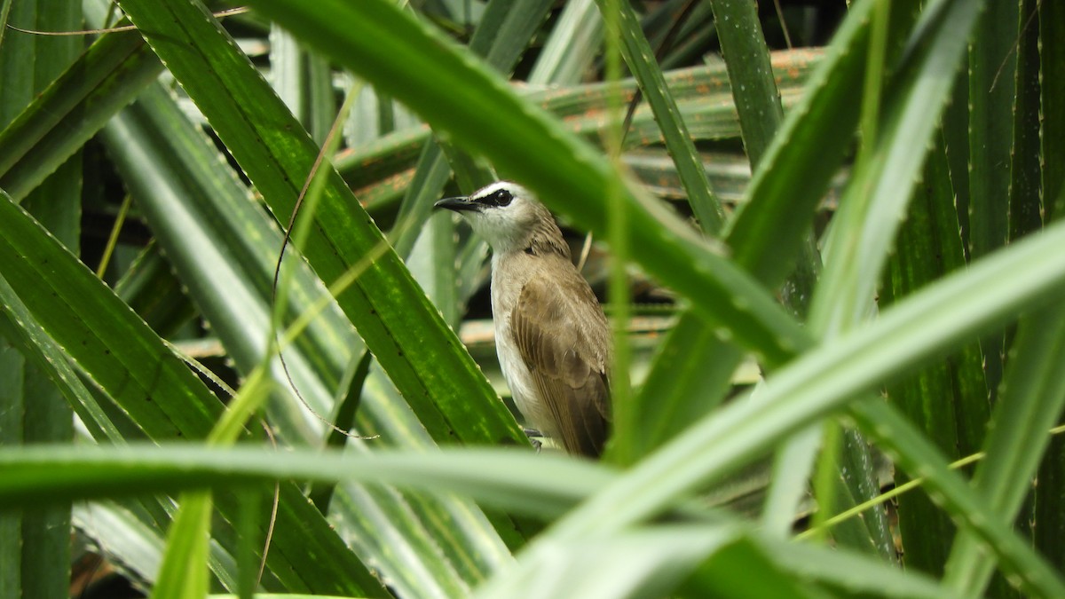 Yellow-vented Bulbul - Jorge Juan Rueda