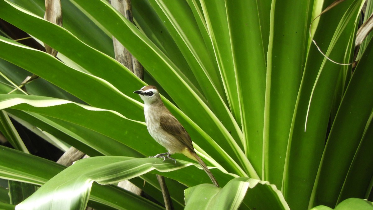 Yellow-vented Bulbul - Jorge Juan Rueda