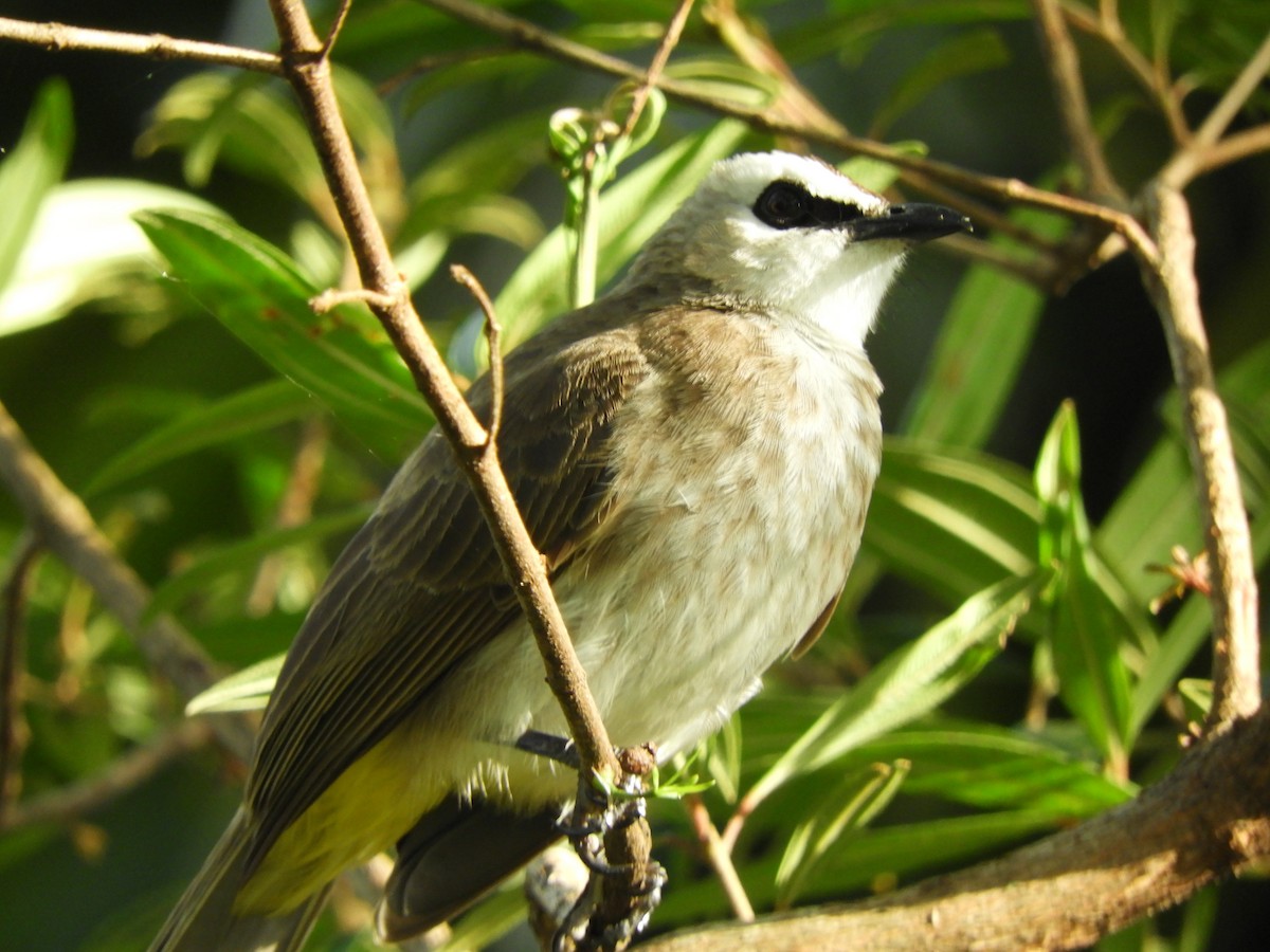 Yellow-vented Bulbul - Jorge Juan Rueda