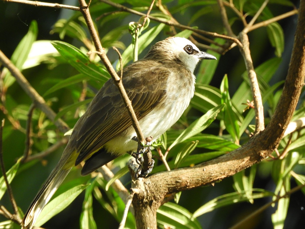 Yellow-vented Bulbul - Jorge Juan Rueda