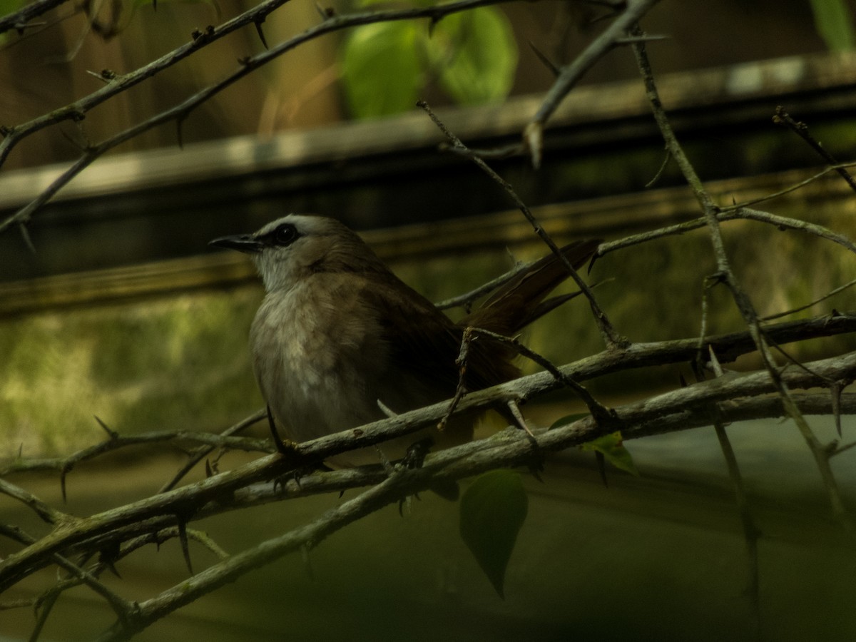 Yellow-vented Bulbul - Jorge Juan Rueda