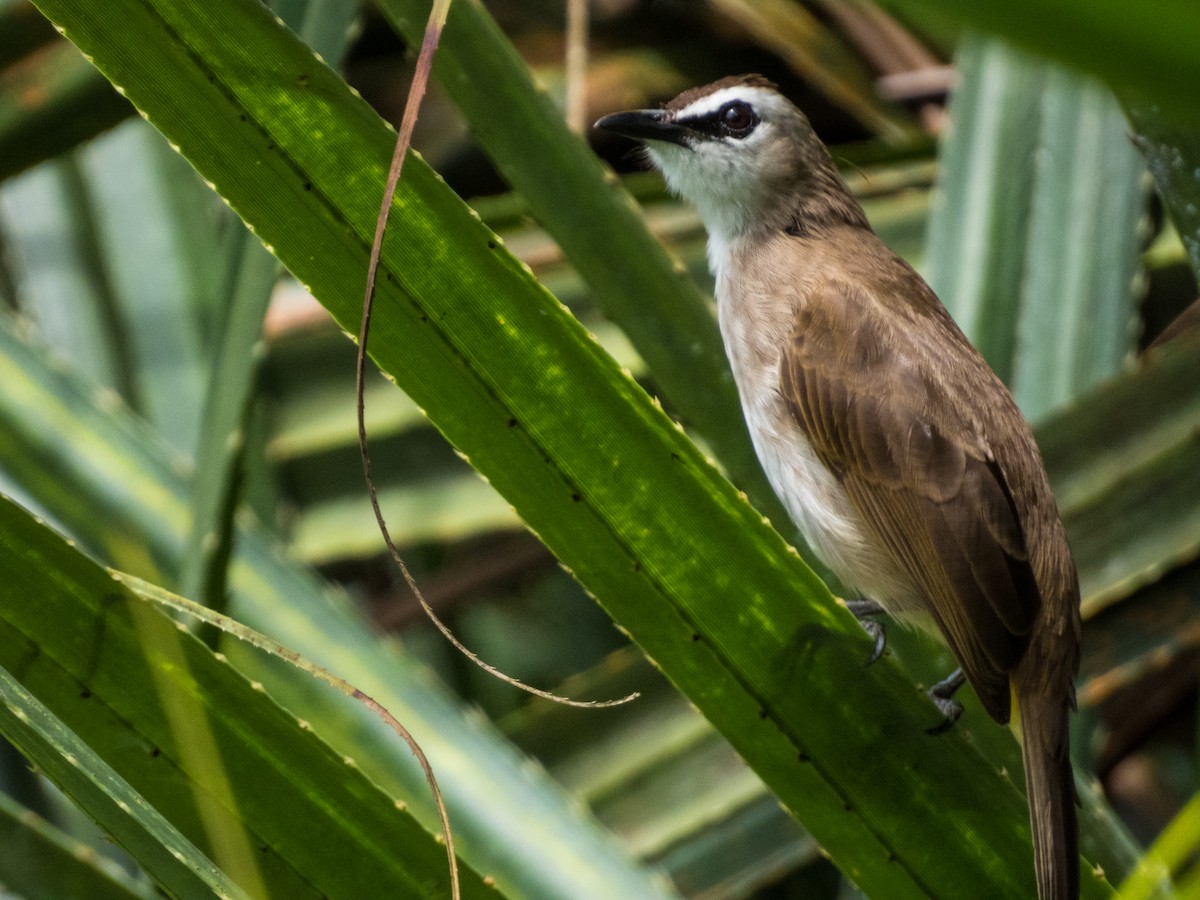 Yellow-vented Bulbul - Jorge Juan Rueda