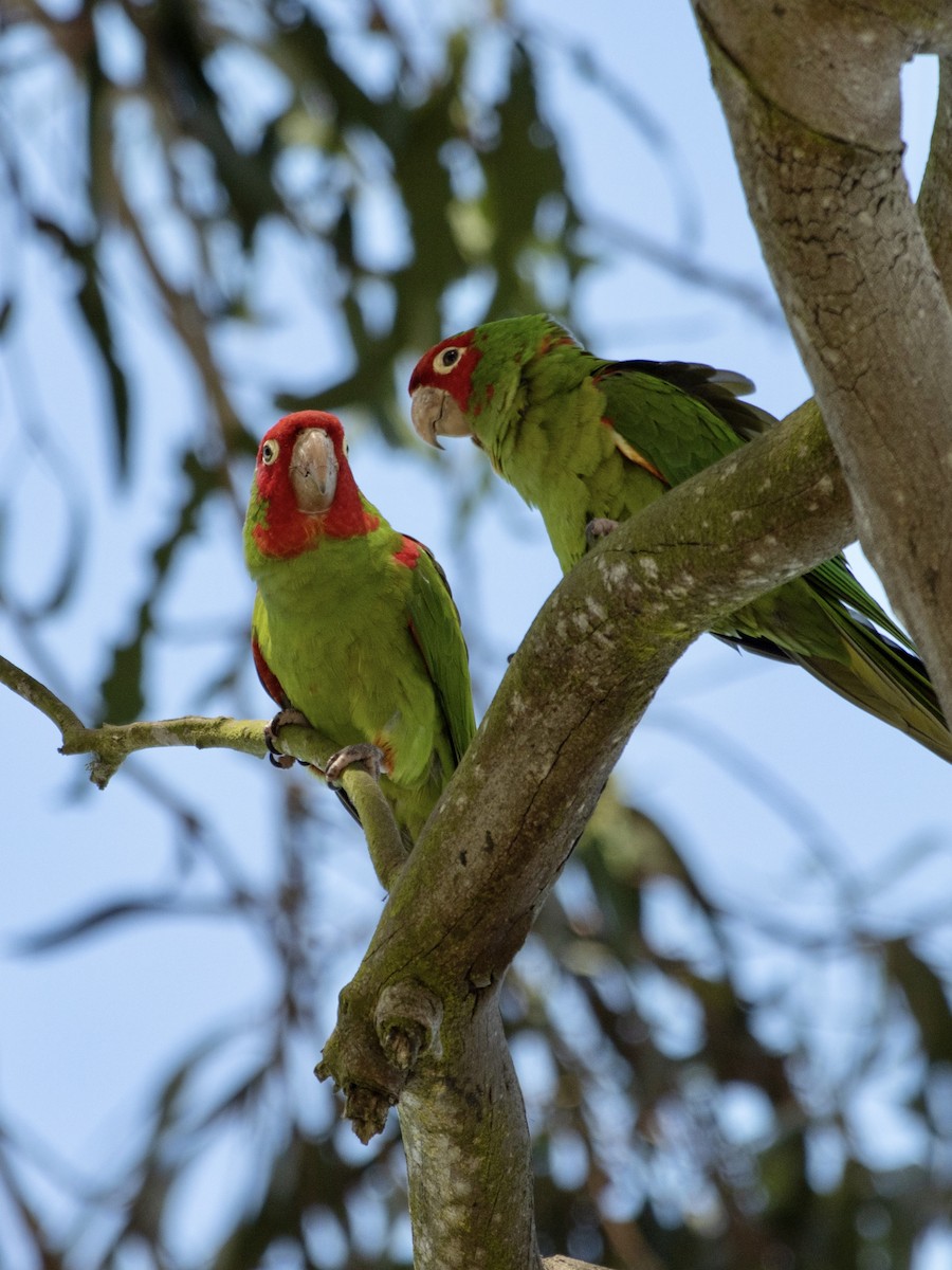 Red-masked Parakeet - Rene sun