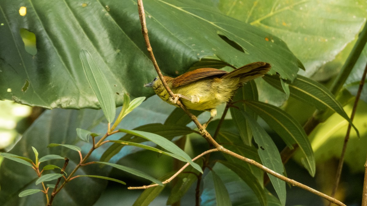 Pin-striped Tit-Babbler - ML619560165