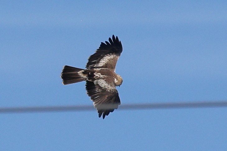 Booted Eagle - Jose Leal