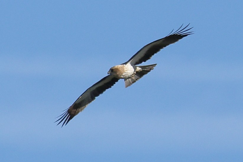 Booted Eagle - Jose Leal